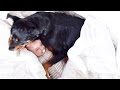 Gentle Rottweiler Meets and Plays With Baby - Funny Dog and Baby Videos