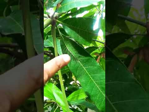 Mango Leaf Caterpilar حشرة نادرة توجد على اوراق شجر المانجو خطيرة جدا Youtube