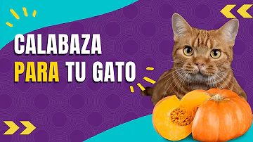 ¿La calabaza es buena para los gatos?