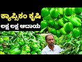 CAPSICUM FARMING | ಕ್ಯಾಪ್ಸಿಕಂ ಕೃಷಿ ಮಾಡಿ ಲಕ್ಷ ಲಕ್ಷ ಆದಾಯ ಗಳಿಸಿದ ಯುವ ರೈತ | ದೊಣ್ಣೆ ಮೆಣಸಿನ ಕಾಯಿ ಬೆಳೆ