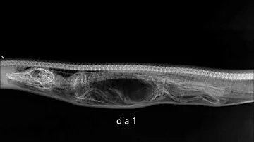 ¿Cuánto tarda una serpiente en digerir un caimán?