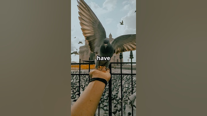 15 Mind Blowing Pigeon Facts You Won't Believe