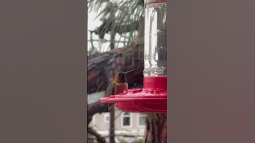 Witness the Incredible Moment a Hummingbird Visits a Feeder!