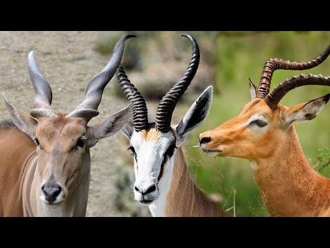 Video: Perbedaan Antara Impala Dan Rusa