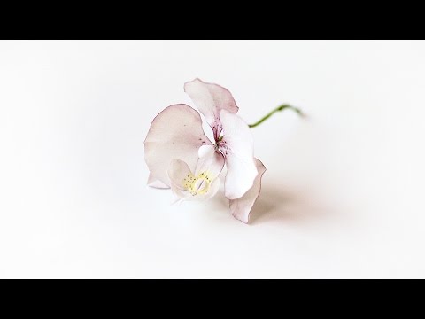 Video: Hoe Maak Je Een Orchidee Van Mastiek: Een Masterclass Met Foto's En Video's