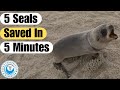 5 seals saved in 5 minutes