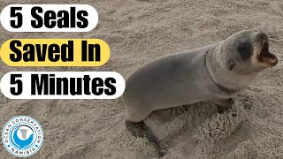 5 Seals Saved In 5 Minutes