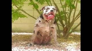 XL BLUE MERLE AMERICAN BULLY
