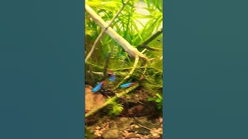 Thumbnail of diy co2 system#diy