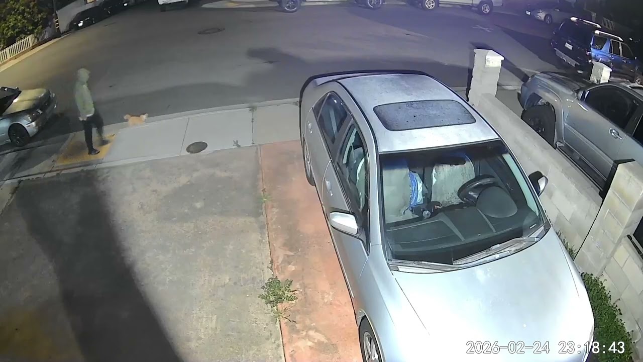 February 24, 2026 person 2011? Guy wet #dog on the loose