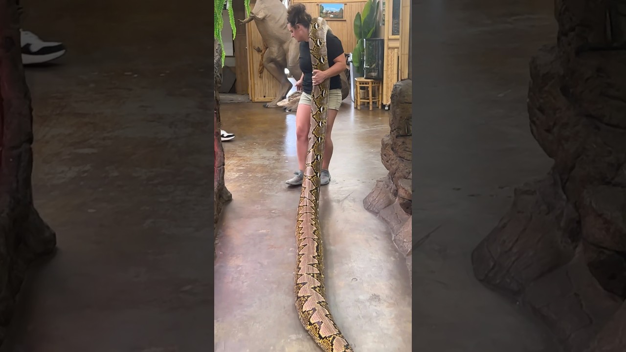 Переносить змей в комнату всегда непросто 💥 🐍, но зато нужно содержать их террариумы в чистоте! 🧼