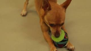 Delilah-Adopt a Rescue Dog from the Pixie Project!