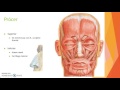 Músculos faciales (parte 1 "Músculos de los párpados y cejas")