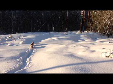 Video: Plezier In De Sneeuw Met Fido: Manieren Om Met Je Hond Te Spelen In De Winter