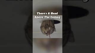 Whats Head Above The Ceiling