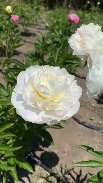 Пион “MOONLIT SNOW” достаточно редкий сорт🌸 - YouTube