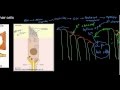 lecture 22 part 2 (Organ of Corti, hair cells)