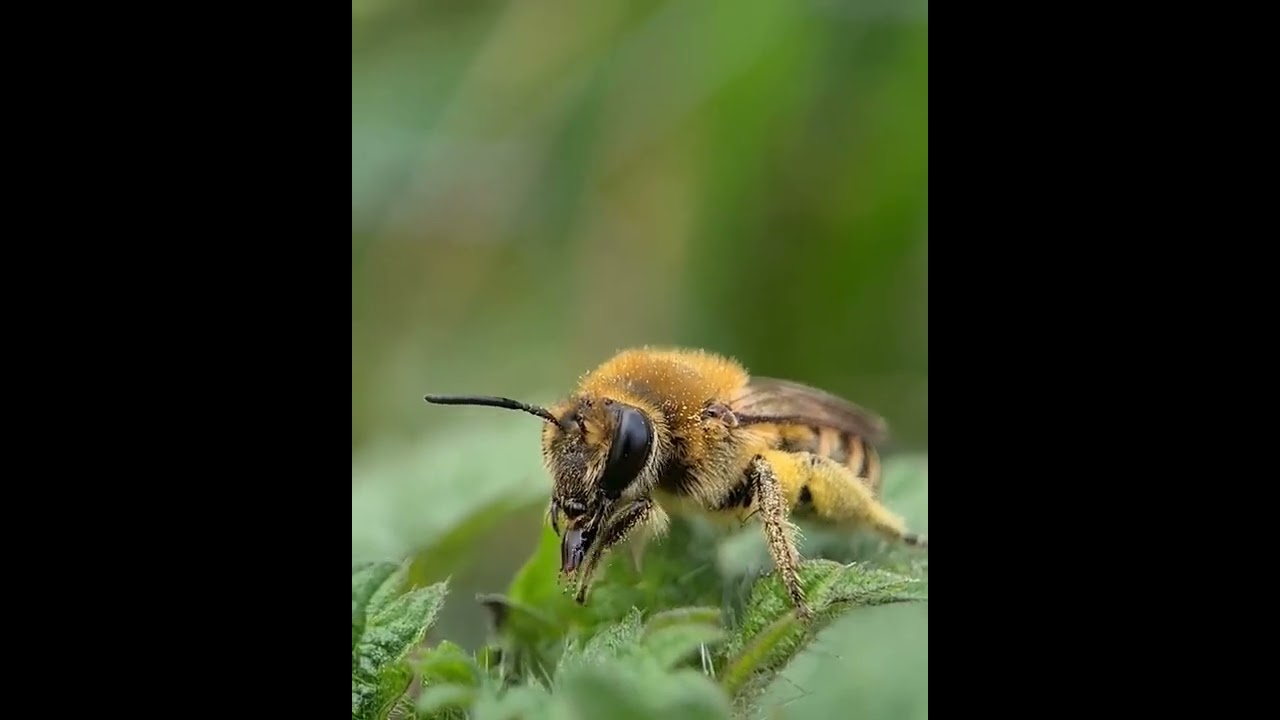 Super Macro | How is a bee cleaned?