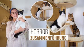 HorrorZusammenführung von zwei Katzen / Straßenkatze und Bengalkatze hassen sich? / Amely Rose