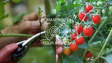 How to Prune Tomatoes for Maximum Yield and Plant Health