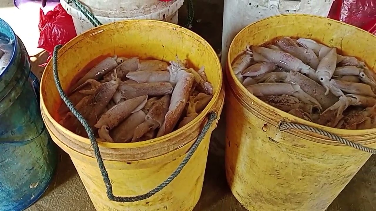 proses pengangkutan cumi cumi segar di dapat nelayan ngotok harian