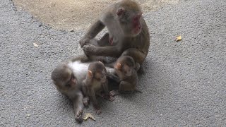 [# 07] Takasakiyama Natural Zoo, Mother Monkey Raising Two Heads, Late September