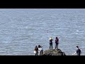 Beluga Whales were spotted at Seward Highway by Beluga Point Alaska. August 29th 2021