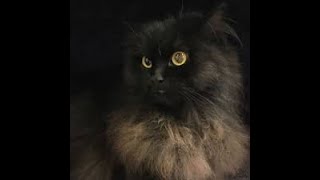 Black Persian cat   fluffy mini panther