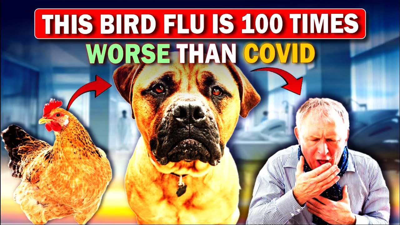Bird Flu : 100 Times Worse Than Covid | All You Need to Know About ...