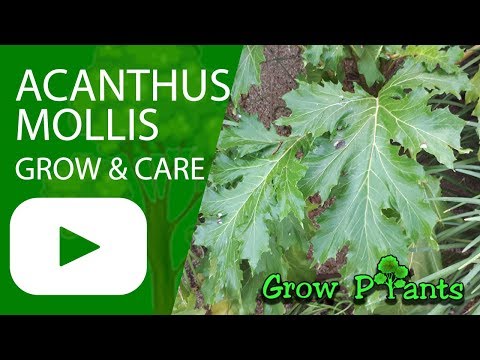 Acanthus mollis - How to grow