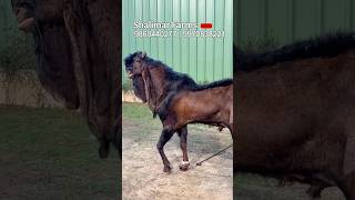 Ali Goat Farm Hyderabd Gets Kamori’s Result - Jaat Bloodline Kota from Shalimar Farms Pune