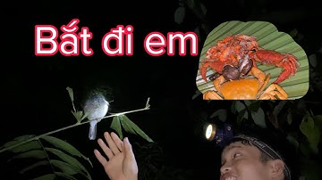 Săn đêm trong rừng | đánh bẫy chuột và soi đêm trong rừng | phiêu lưu trong rừng | Quý núi rừng