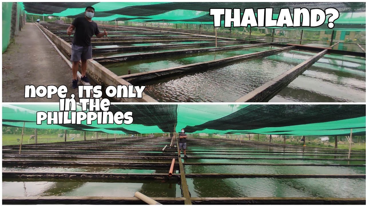 Thailand concept fish farm from philippines