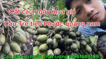 Nhìn Buồng Cau Giống Run Bần Bật / Quá Tiếc #dinhnhanvlog 