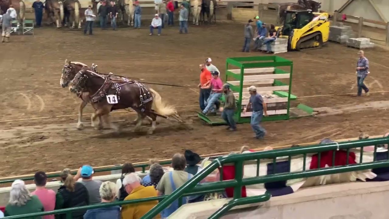 heavy weight horse pulls Michigan State University 2025