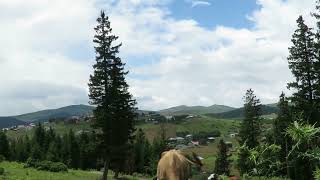 Haçkalıbaba Yaylası -3