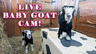 Baby Goats & Mommas | SYMAN SAY FARMS