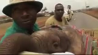 Rescuing a Baby Elephant | BBC Studios