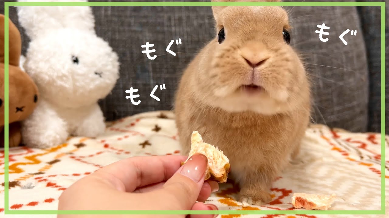 ライブ配信 番外編】大好物のおやつを幸せそうに食べるうさぎさんを
