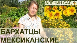 БАРХАТЦЫ МЕКСИКАНСКИЕ ИЛИ ТОНКОЛИСТНЫЕ выращивание из семян