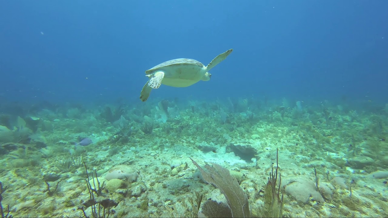 Turtle Shell Washing Sea Turtle Shell Wash Station - Bonaire 2019 - Diving - YouTube