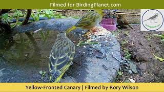 Yellow-Fronted Canary eating and drinking - Birding Planet - By Rory Wilson