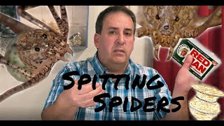 Spitting Spider (Scytodes Atlacoya)