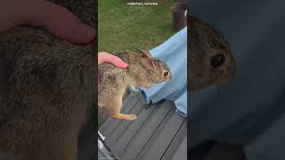 Rabbit Rescue Beautiful Fact | #kannada #facts #karnataka #amazing #youtubeshorts #trendingshorts