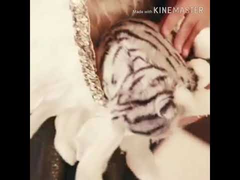 اغنيه مع فرقه خمسه اضواء صدقني حلوه