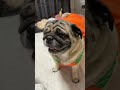 とんちゃん& ぺっぺこvlog55