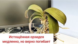 видео: Орхидея ВЫЖИМАЕТ все соки из себя 🥺. Отдали обезвоженную,сухую,еле живую орхидею. Реанимация орхидеи картинка: Орхидея ВЫЖИМАЕТ все соки из себя 🥺. Отдали обезвоженную,сухую,еле живую орхидею. Реанимация орхидеи