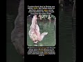 A Drink for Two #animals #wildlife #facts #viral #cuteanimals #animalshorts #rare #shorts