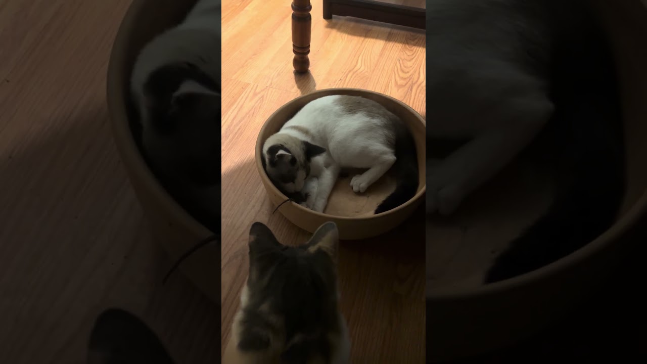 Kitten plays with mouse in a bowl part 2 