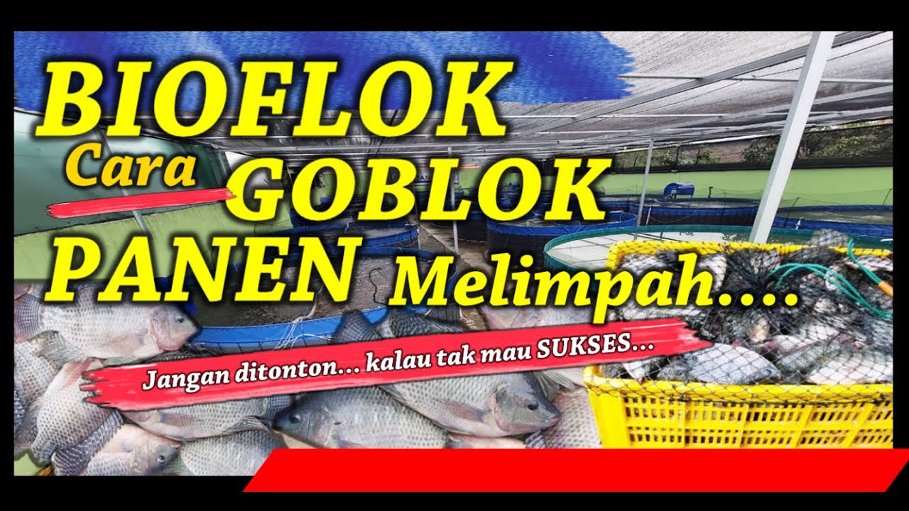 Bioflok Ala Bang Gullo, Goblok Tapi Panen Melimpah | Jangan ditonton Kalau Mau Gagal | Tips Sukses